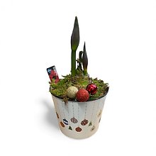 Watch Me Grow Amaryllis