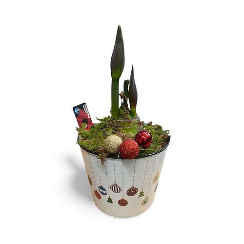 Watch Me Grow Amaryllis
