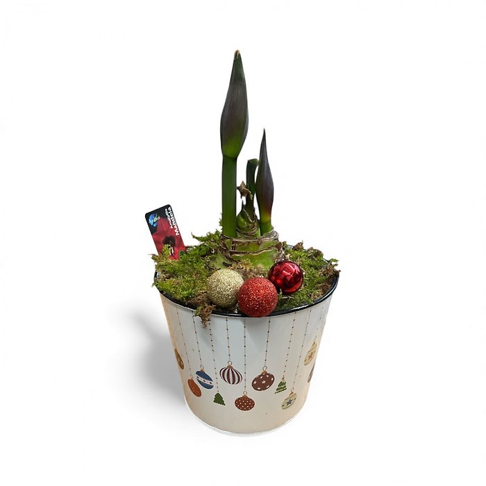 Watch Me Grow Amaryllis