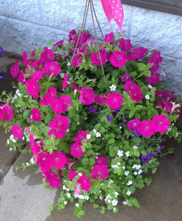 An Outdoor Hanging Basket or Planter