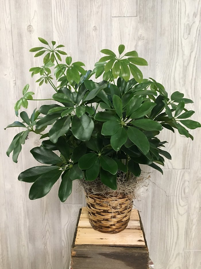 Schefflera- Arboricola Plant