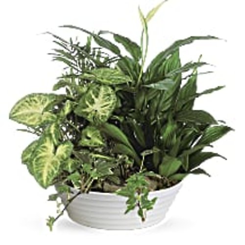 Medium Dish Garden
