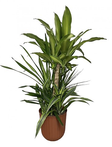 8\" Tropical Garden