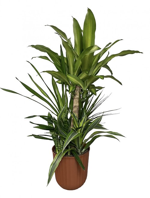8\" Tropical Garden