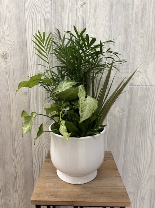 Small Dishgarden