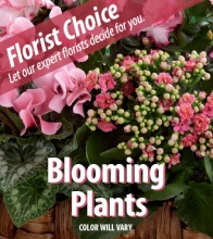 Growers Choice- Blooming Plant
