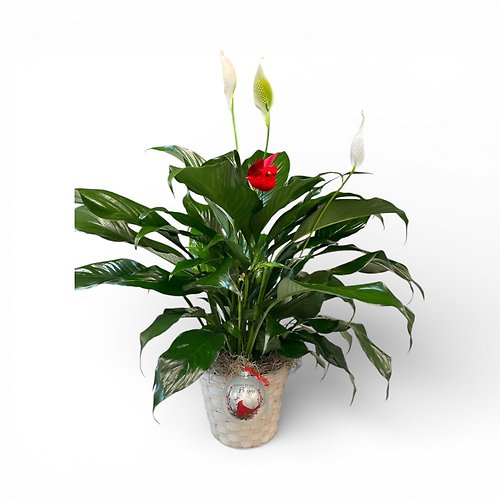 To A Special Friend Peace Lily