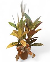 Fall Croton Plant