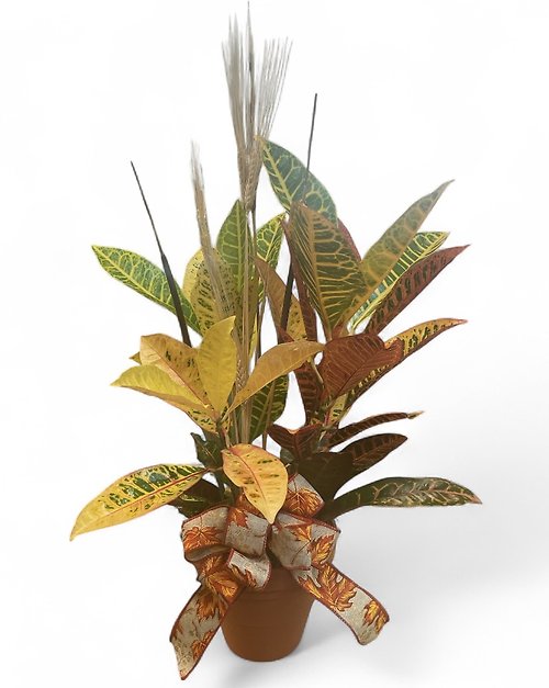 Fall Croton Plant