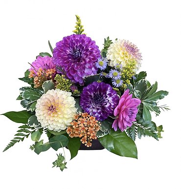 Dahlia Delight