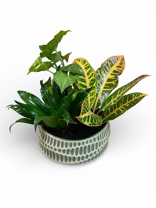 Green Escape Garden