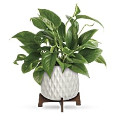 Lush Leaves Pothos Plant