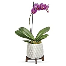 Architectural orchid plant