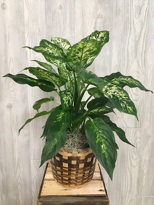 Dieffenbachia Plant