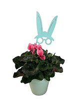 A Bloomin\' Bunny Plant