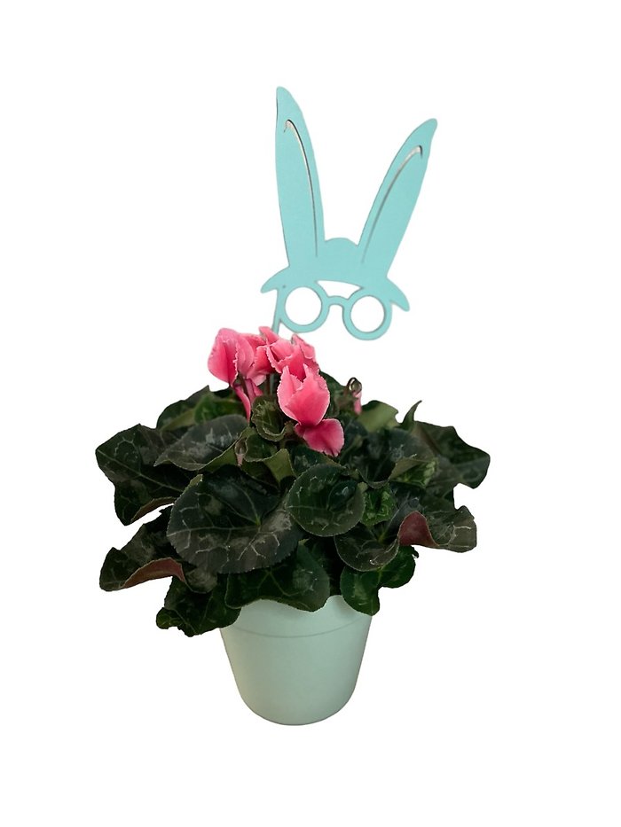 A Bloomin\' Bunny Plant