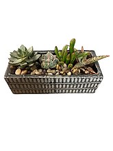 Modern Succulent Garden