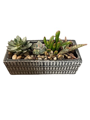 Modern Succulent Garden