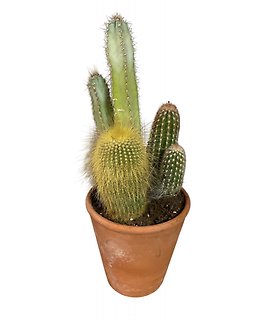 Desert Gem Cactus Combo
