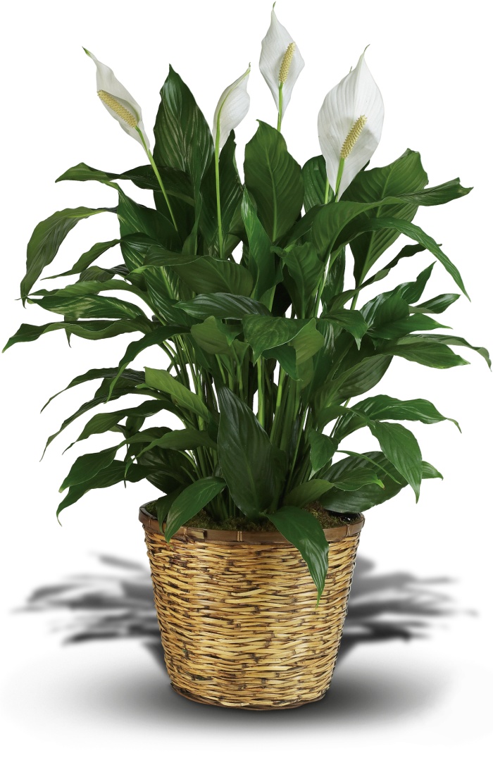 Peace Lily - Large