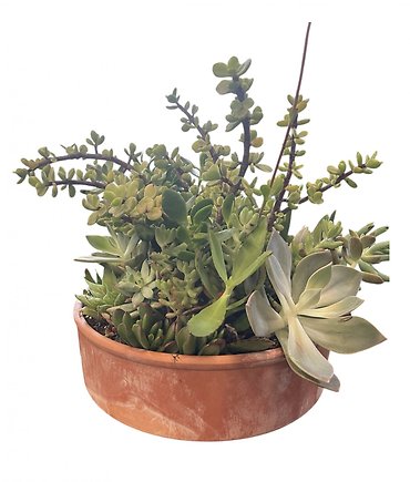 Large Succulent Garden