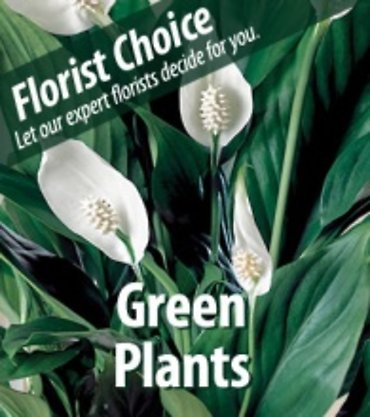 8\" Growers Choice Green Plant