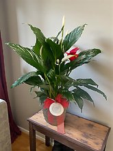 Forever Remembered Peace Lily