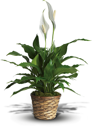 Peace Lily - Small