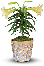 An Easter Lily Plant