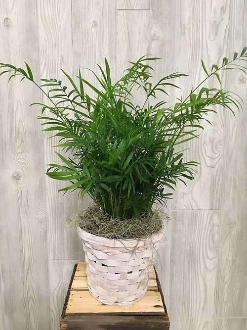 Palm Plant