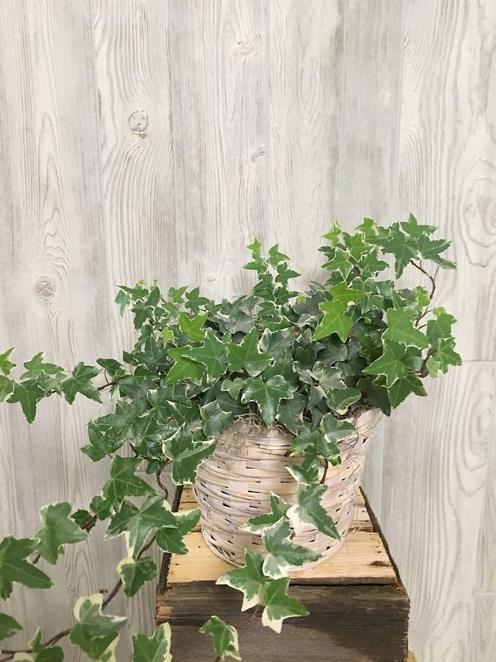 Ivy Plant