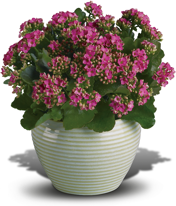 Bountiful Kalanchoe Plant