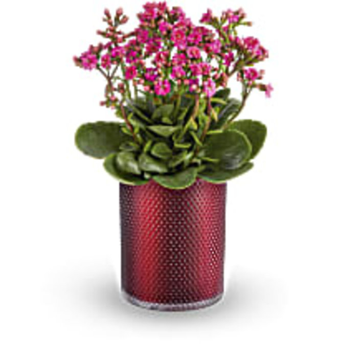 Lovely Kalachoe Plant