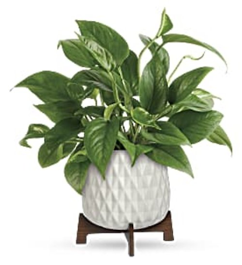 Lush Leaves Pothos Plant