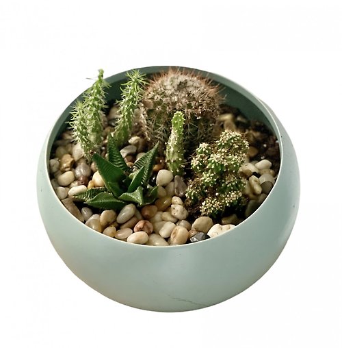 Cactus Garden