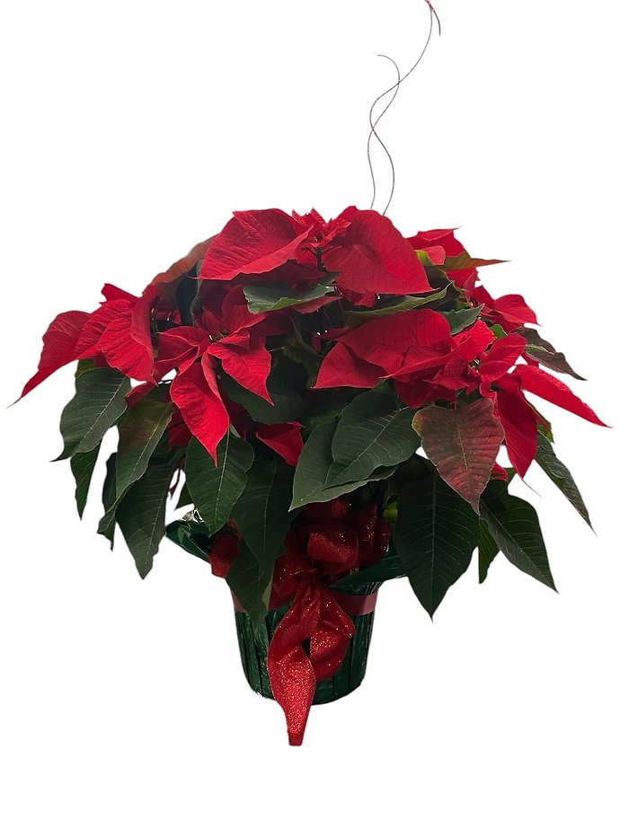 Medium Red Poinsettia