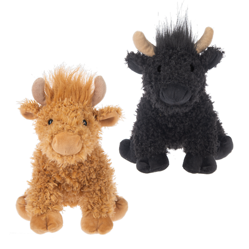 Highland Cow