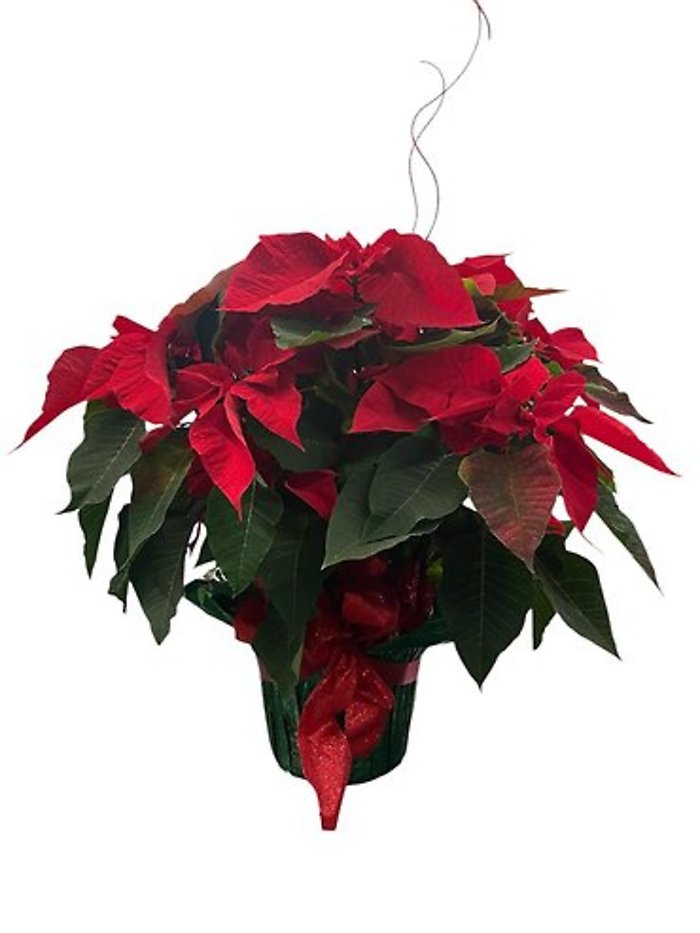 A Large Foiled Red Poinsettia