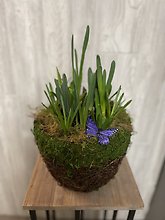 8\" Bulb Garden with Butterfly