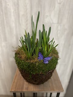 8\" Bulb Garden
