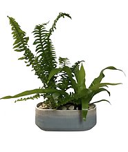 Simply Ferns