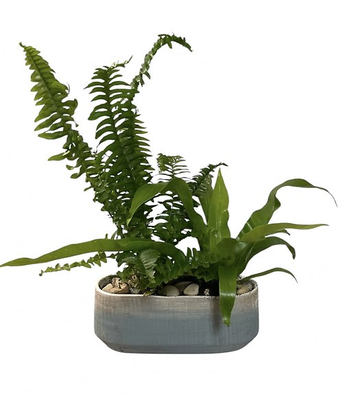 Simply Ferns