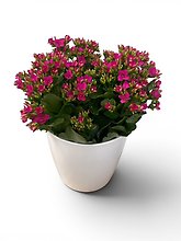Bountiful Kalanchoe Plant