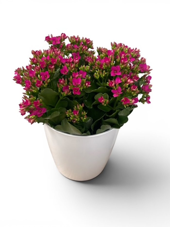 Bountiful Kalanchoe Plant