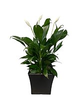 Lovely One Peace Lily