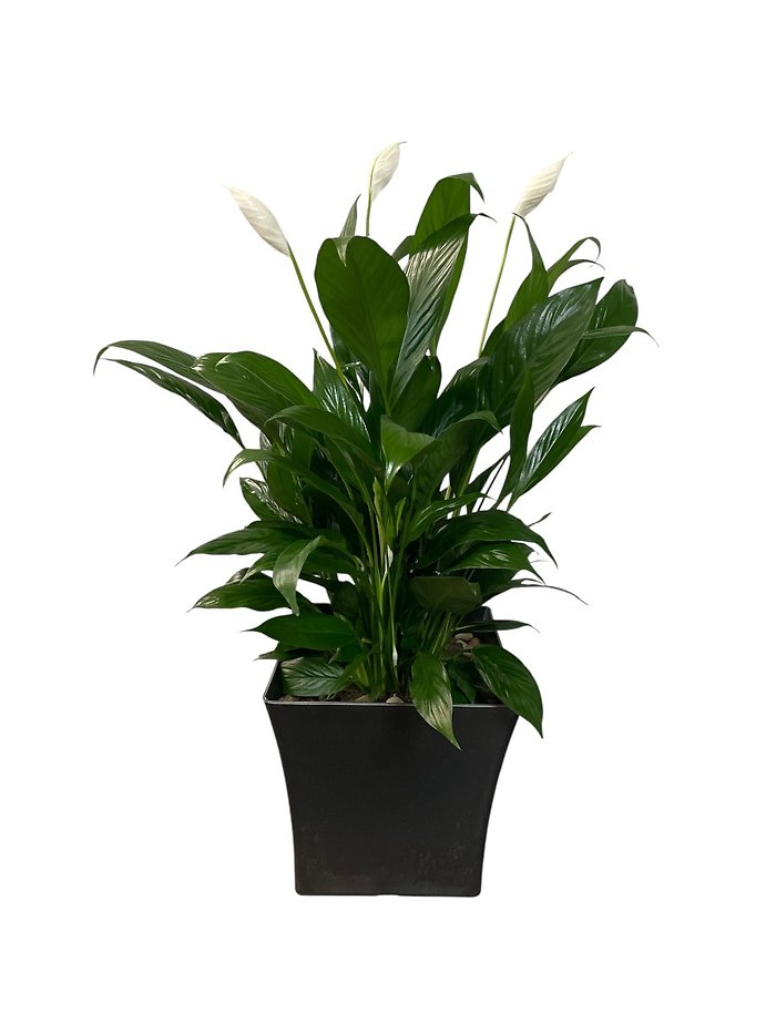 Lovely One Peace Lily