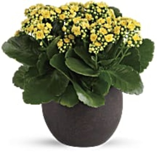 Forever Kalanchoes