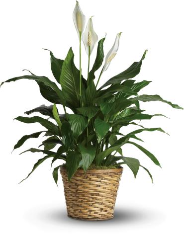 Peace Lily - Medium