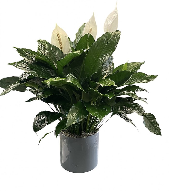 10\" Deco Pot Peace Lily